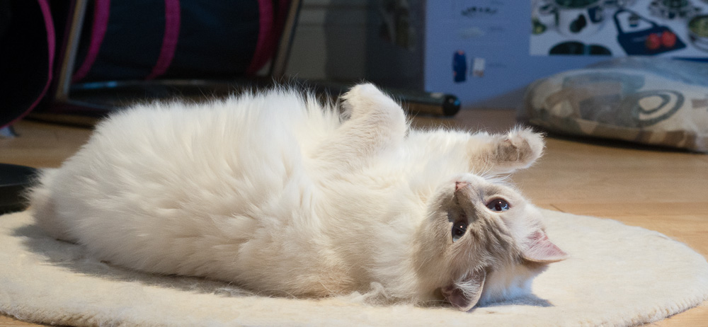 Rocky & Samantha ragdoll cats